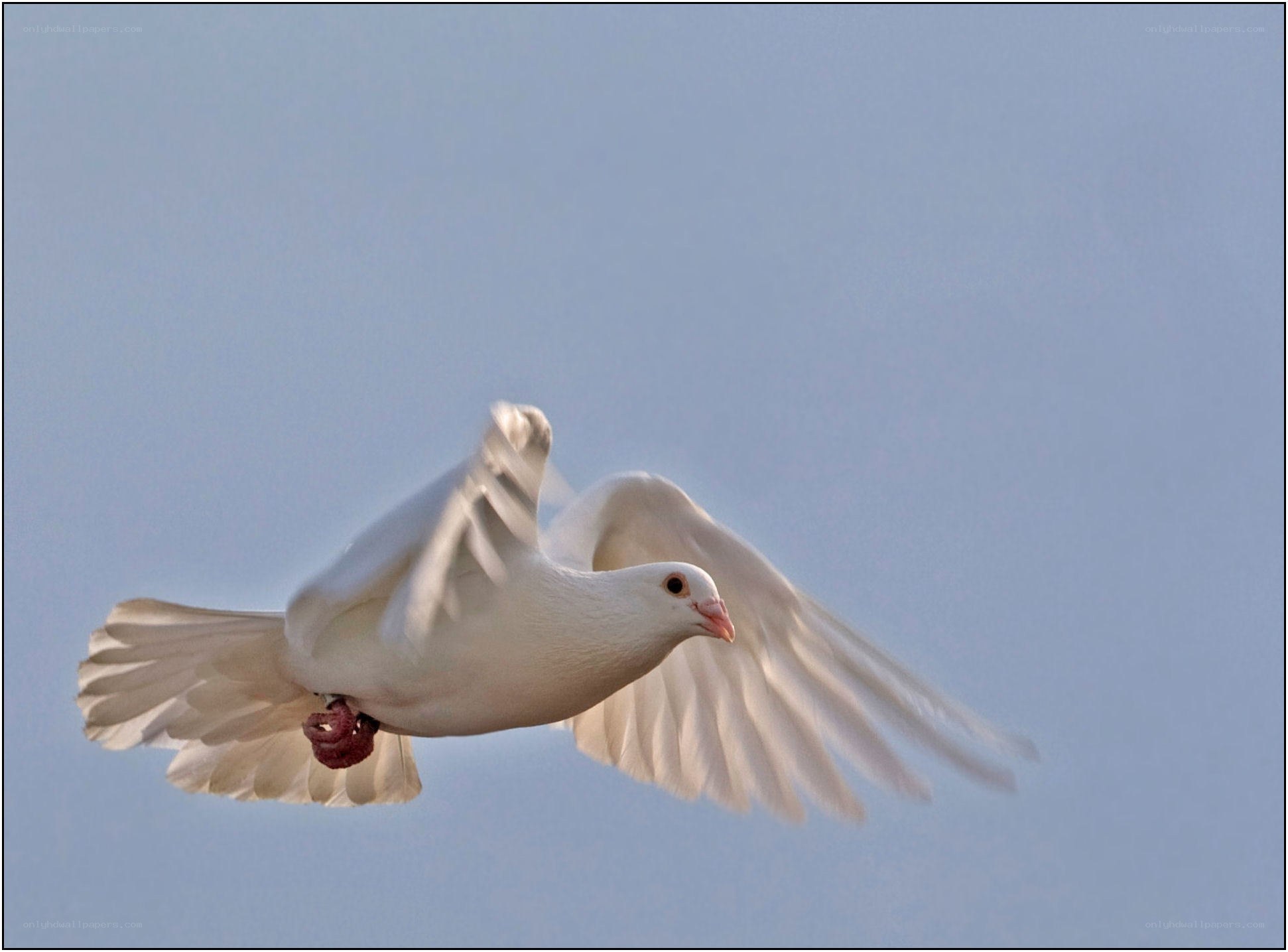 white dove in flight