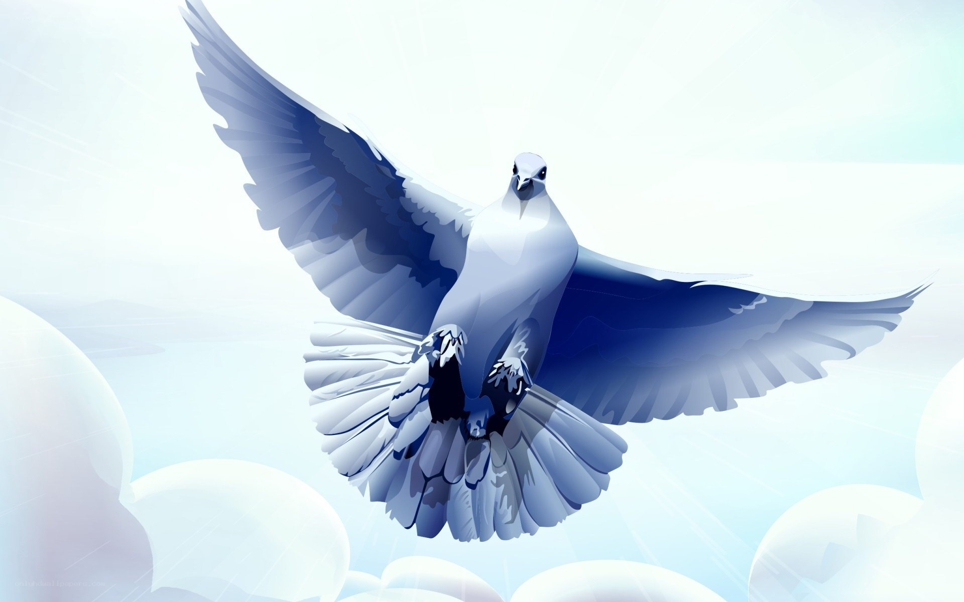 white dove in flight