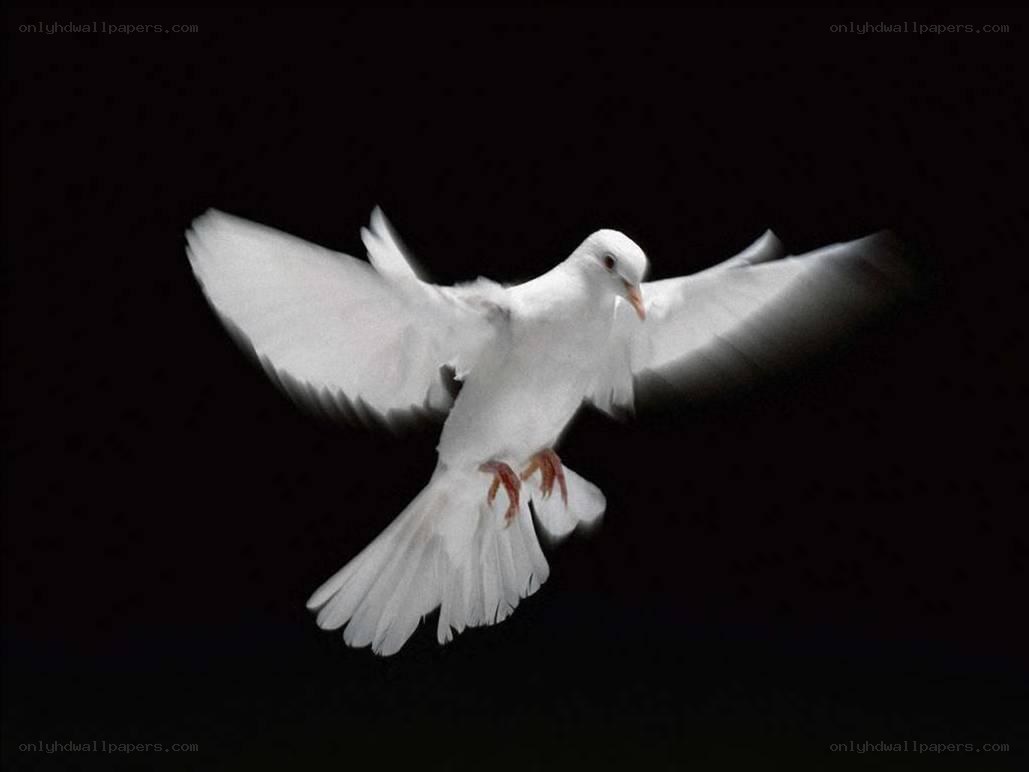 white dove in flight