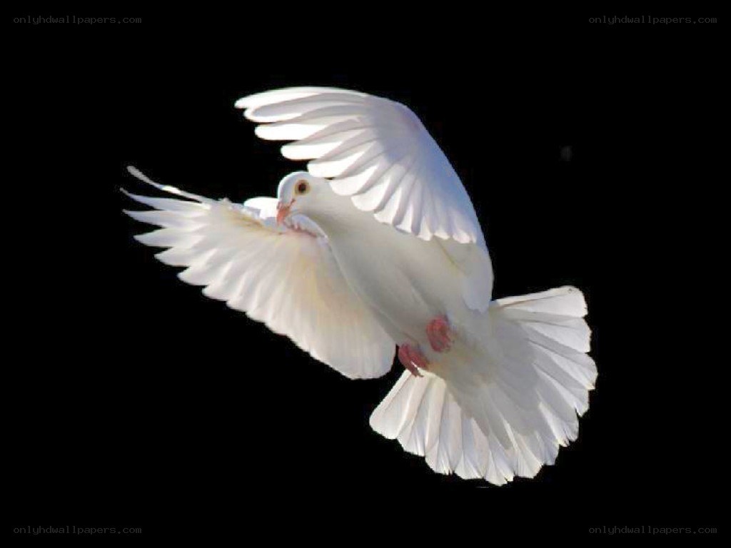 white dove in flight