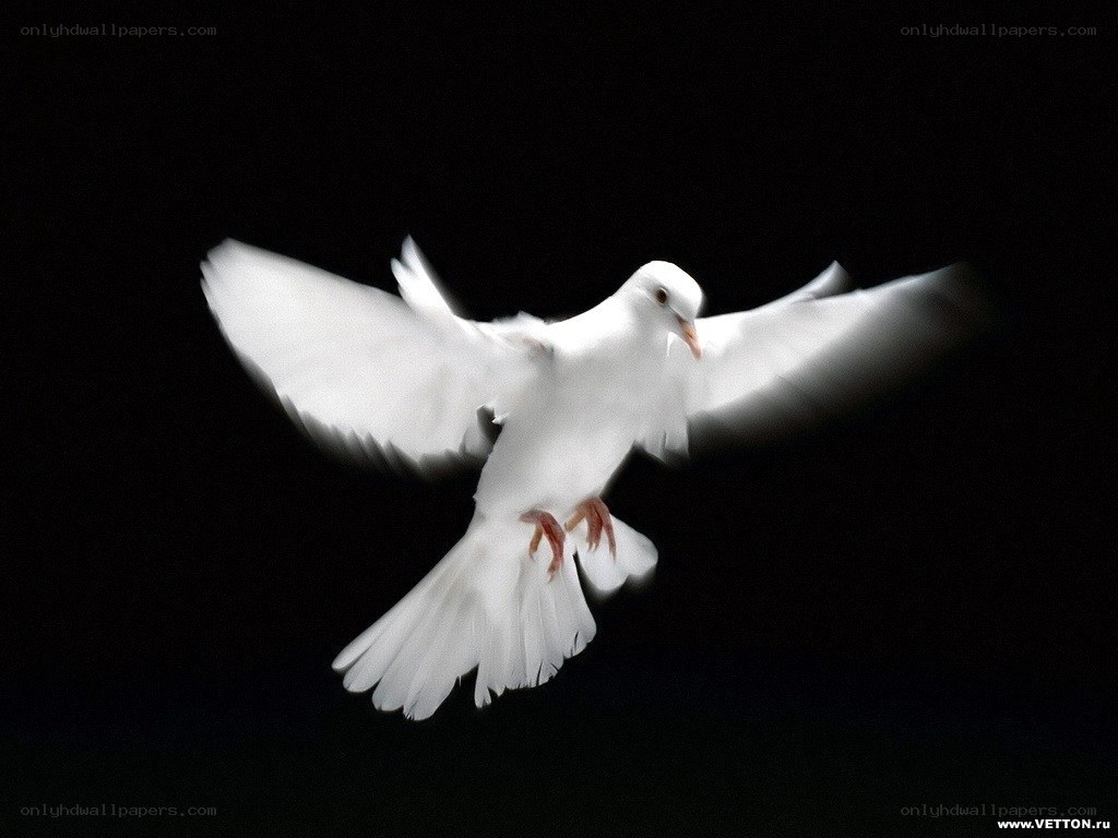 white dove in flight