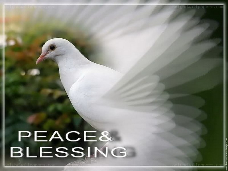White dove in flight