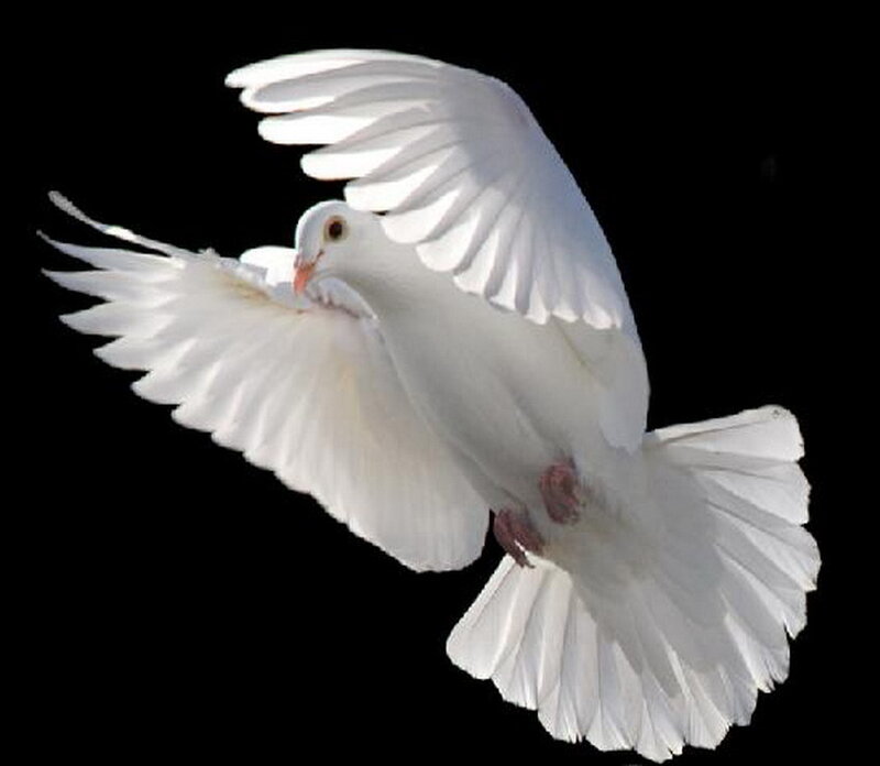 white dove in flight