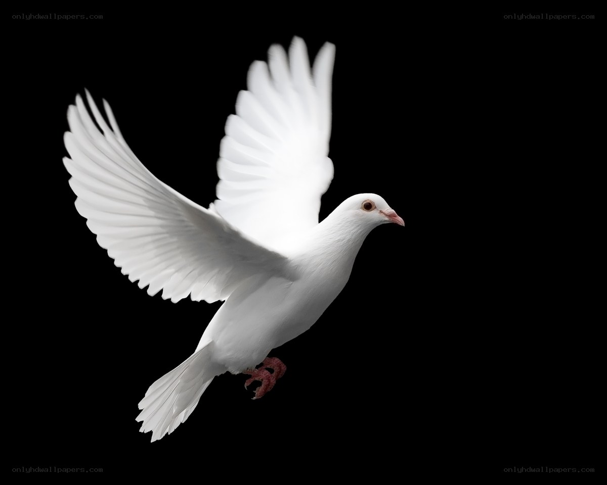 white dove in flight