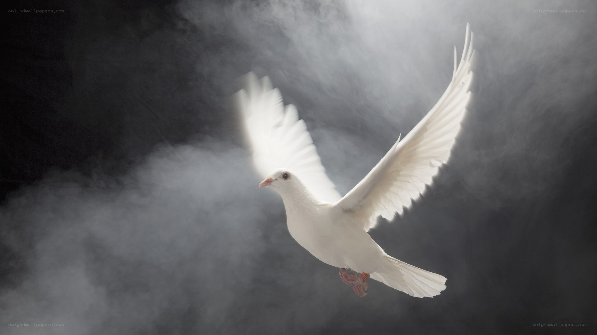 white dove in flight