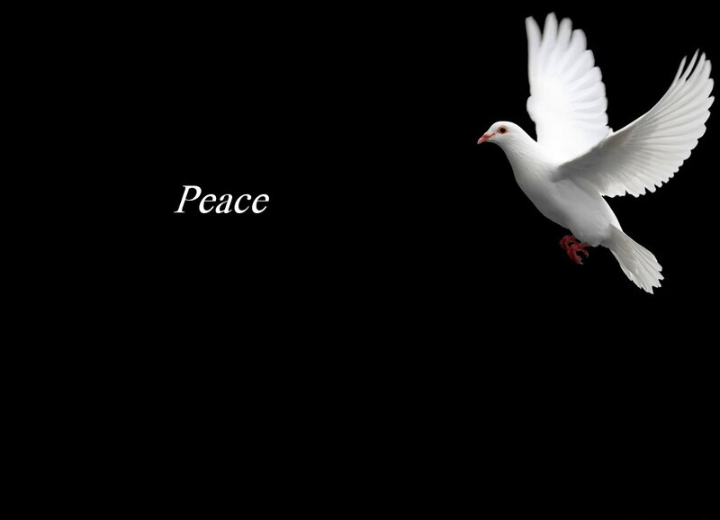 White Dove in Flight — Black, Serene