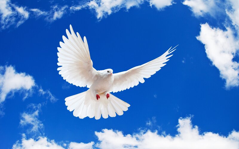 White Dove in Flight — Blue, Blue Sky