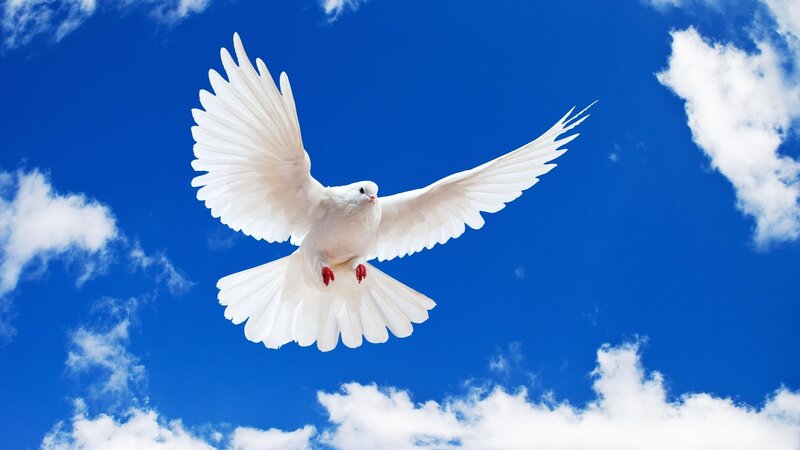 White Dove in Flight — Blue, Clouds
