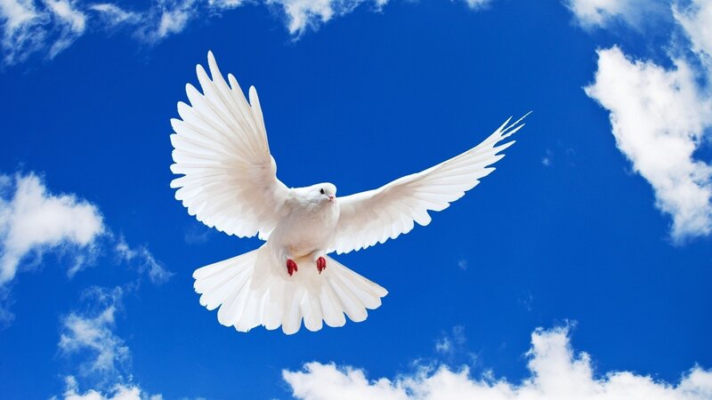 White Dove in Flight — Blue, Serene, Afternoon