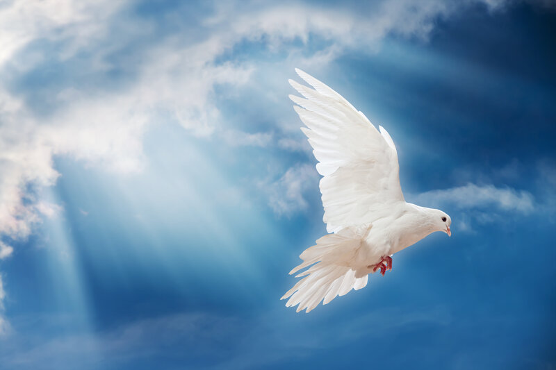 White Dove in Flight — Blue, Serene, Morning