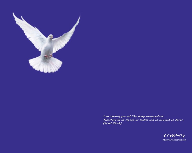 White Dove in Flight — Blue, Serene, Photograph, Bird