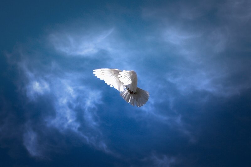 White Dove in Flight — Blue, Serene, Photograph, Sky