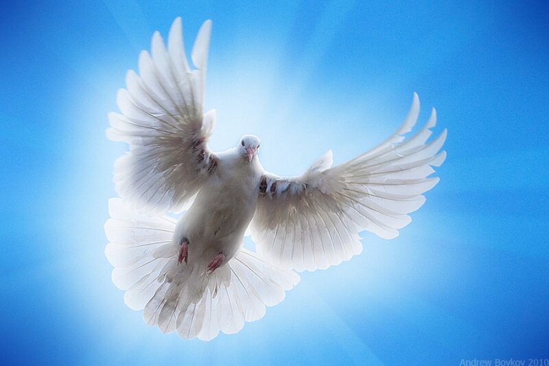 White Dove in Flight — Blue, Serene, Photograph