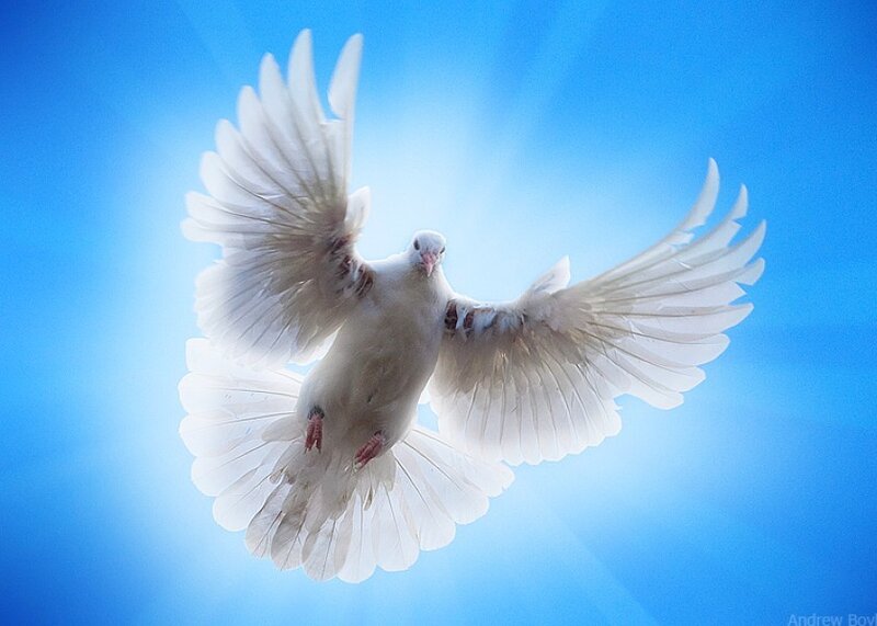 White Dove in Flight — Blue, Serene