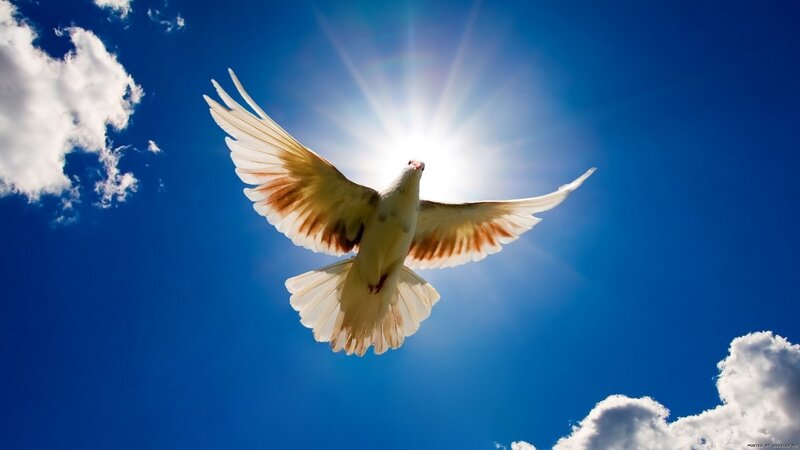 White Dove in Flight — Blue, Sun