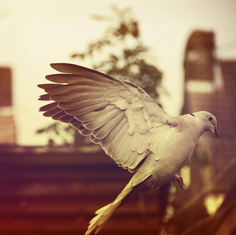 White Dove in Flight — Brown