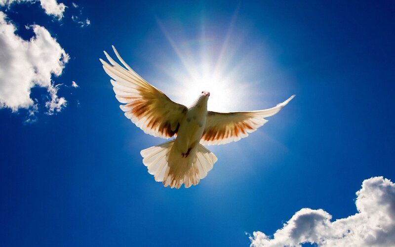 White Dove in Flight — Clouds