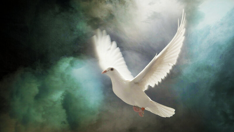 White Dove in Flight — Dramatic, Digital Art