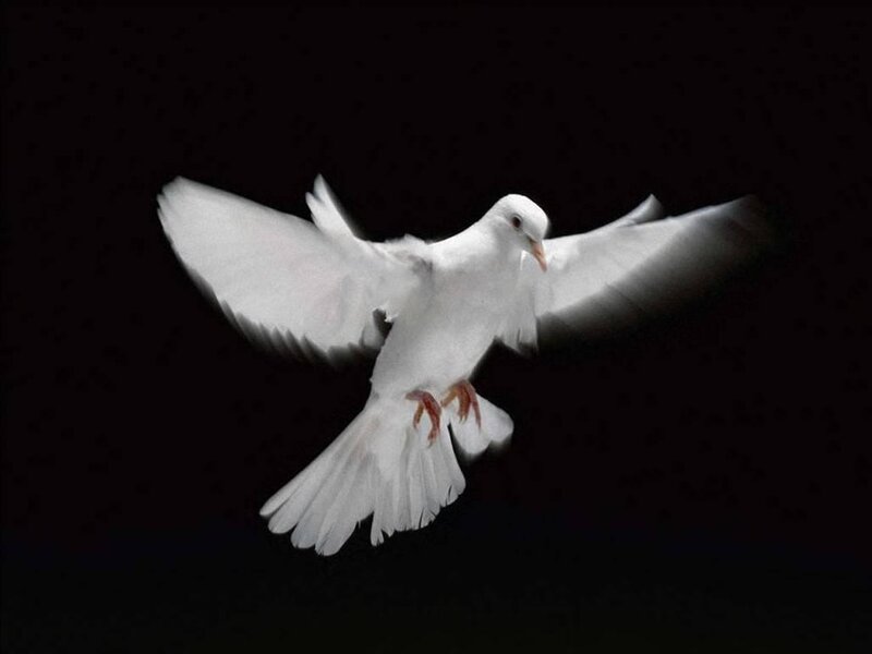 White Dove in Flight — Dramatic, Photograph, Bird