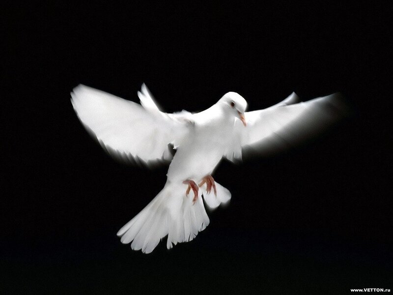 White Dove in Flight — Dramatic, Photograph, Bird, Wings