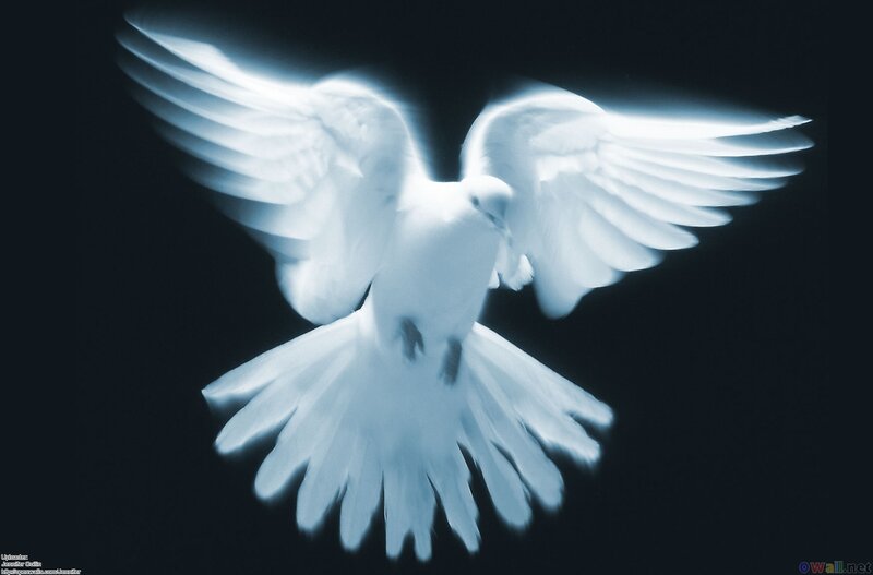 White Dove in Flight — Dramatic, Photograph, Dark Background