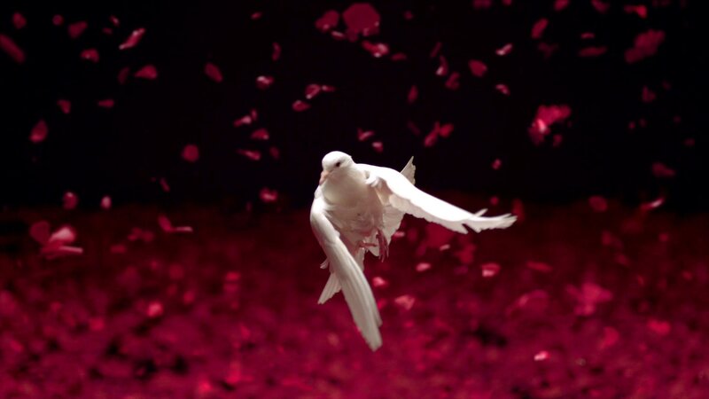 White Dove in Flight — Dramatic, Photograph, Rose Petals