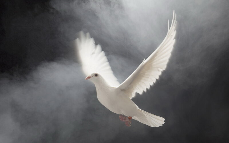 White Dove in Flight — Dramatic, Photograph, Smoke, Light
