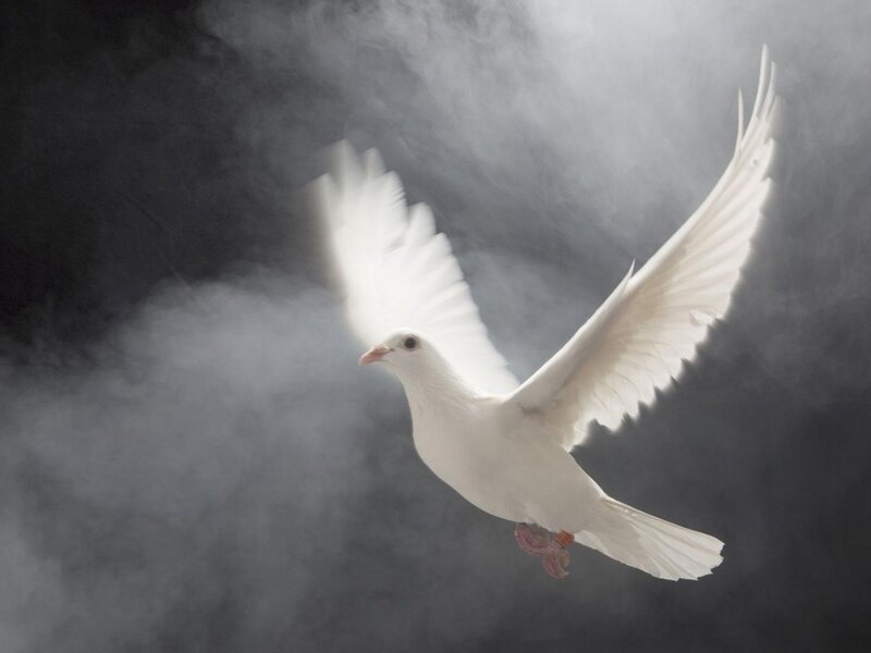 White Dove in Flight — Dramatic, Photograph, Smoke