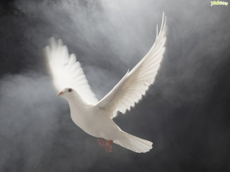 White Dove in Flight — Dramatic, Photograph, Smoke, Wings