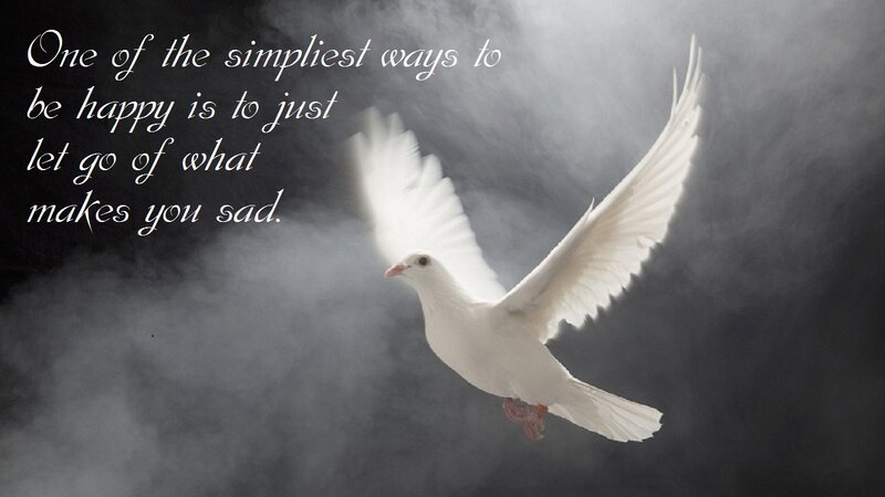White Dove in Flight — Dramatic, Photograph, Text