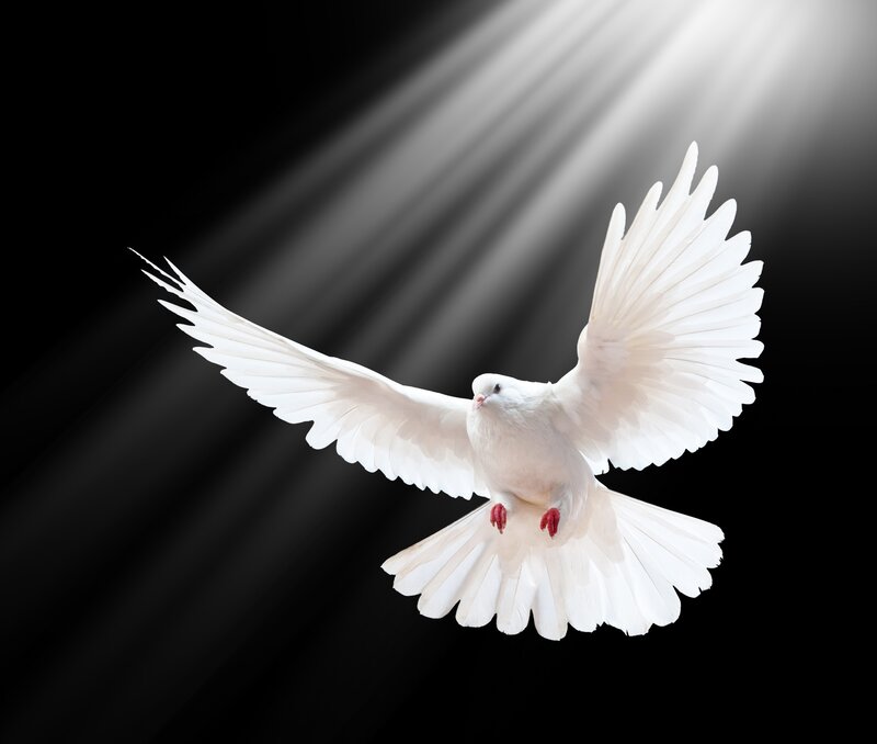 White Dove in Flight — Dramatic, Photograph, Wings, Light Rays