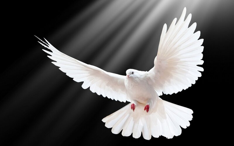 White Dove in Flight — Dramatic, Photograph, Wings