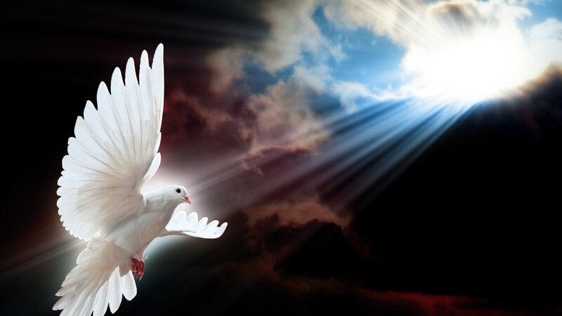 White Dove in Flight — Dramatic, Sunrise, Digital Art, Sunlight