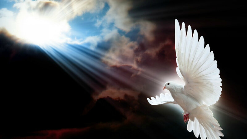 White Dove in Flight — Dramatic, Sunrise, Digital Art