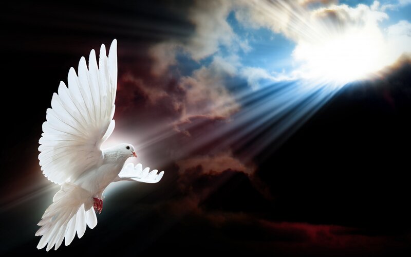 White Dove in Flight — Dramatic, Sunrise, Photograph, Sunlight, Clouds