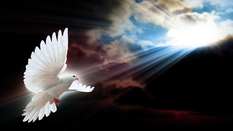 White Dove in Flight — Dramatic, Sunrise, Photograph, Sunlight