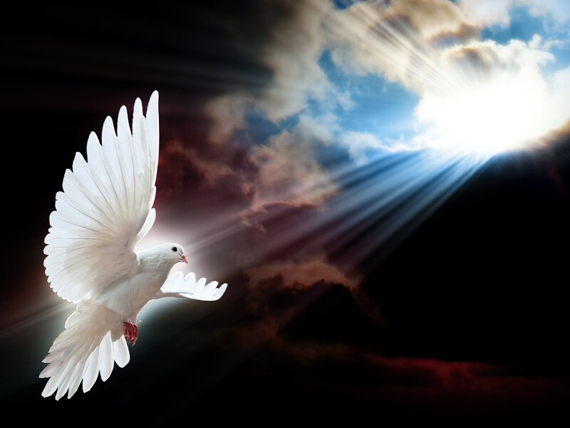 White Dove in Flight — Dramatic, Sunrise, Photograph