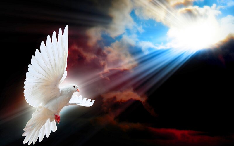 White Dove in Flight — Dramatic, Sunrise