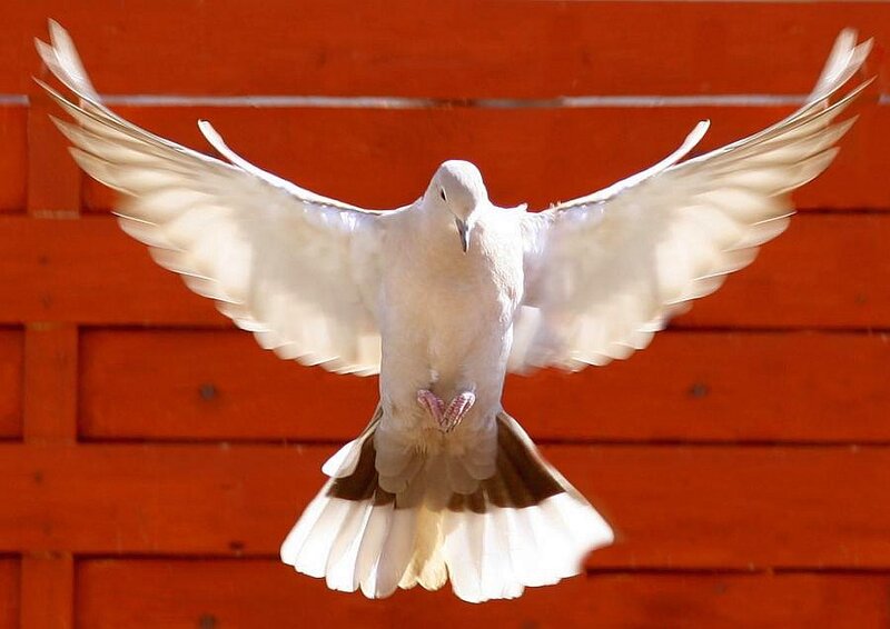 White Dove in Flight — Dynamic