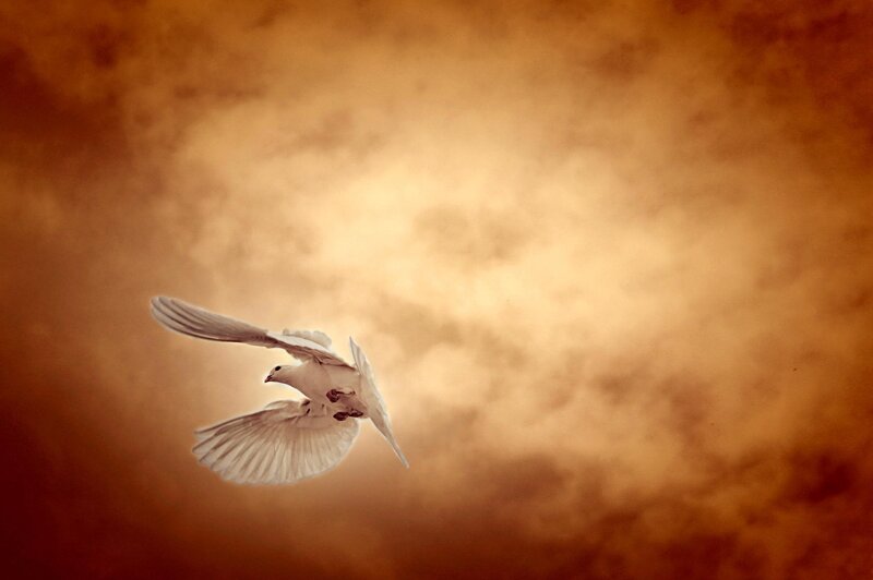 White Dove in Flight — Orange