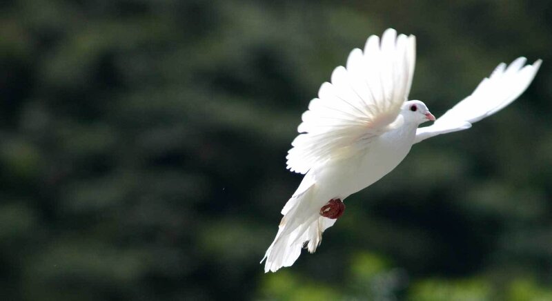 White Dove in Flight — Serene, Afternoon