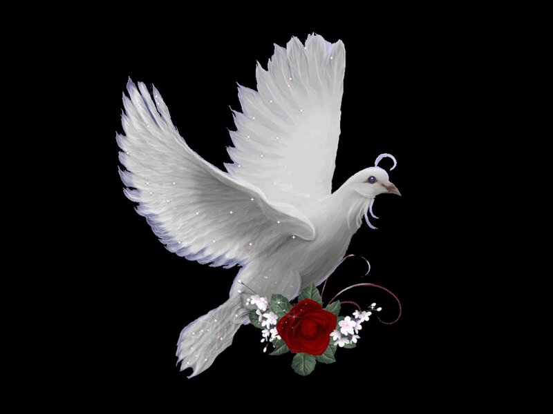 White Dove in Flight — Serene, Digital Art, Rose