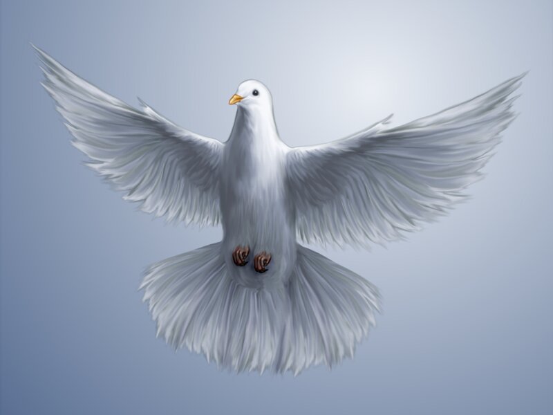 White Dove in Flight — Serene, Digital Art, Wings, Beak
