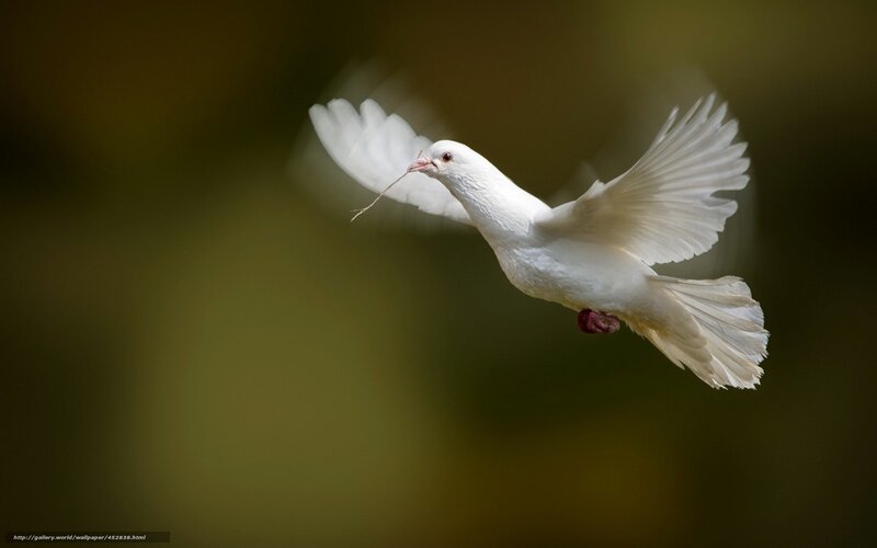 White Dove in Flight — Serene, Photograph, Bird, Wing