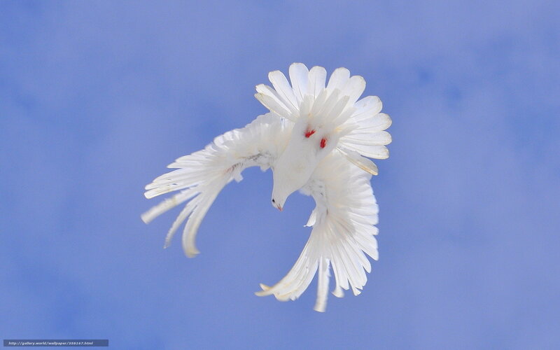 White Dove in Flight — Serene, Photograph, Blue Sky