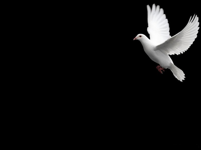 White Dove in Flight — Serene, Photograph