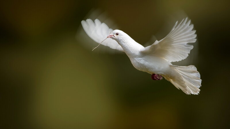 White Dove in Flight — Serene, Photograph, Wing, Beak
