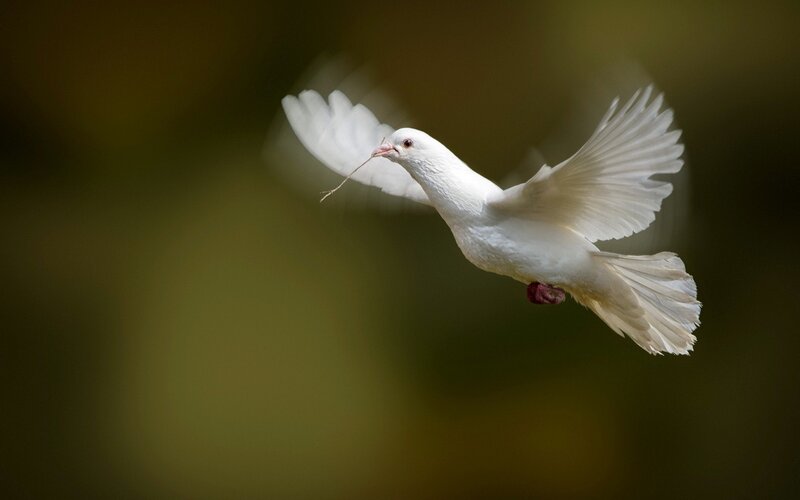 White Dove in Flight — Serene, Photograph, Wing