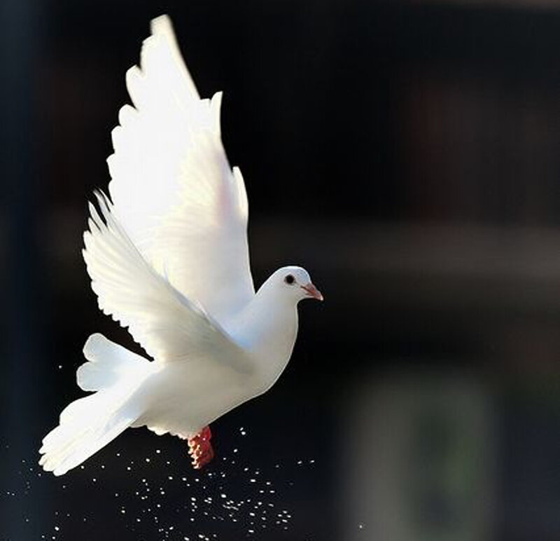 White Dove in Flight — Serene, Photograph, Wings, Beak