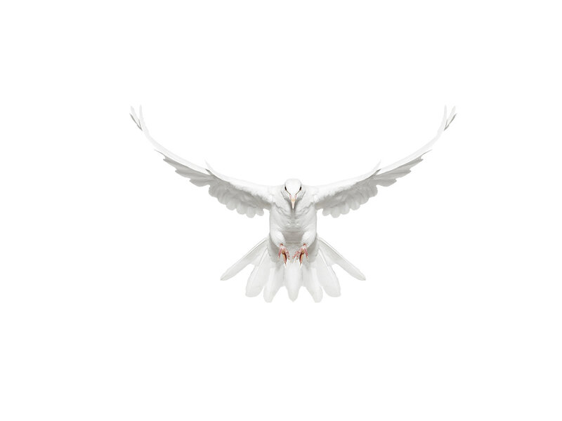 White Dove in Flight — Serene, Photograph, Wings, Feathers